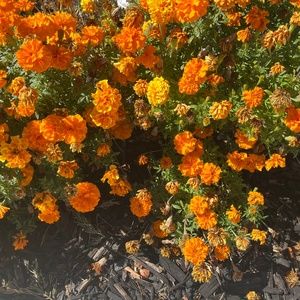 Meet your Posher, Saloni